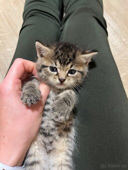 Daruji nalezená koťátka - 2