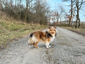Sheltie dlouhosrsta s PP - kryti - 2