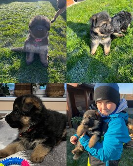 Štěňátka - Německý Ovčák - 2