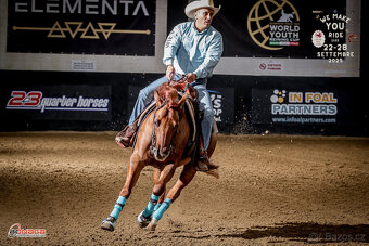 Reiningový QH valach - 2