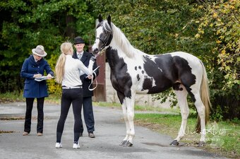 Deros Verona - hřebec - 2