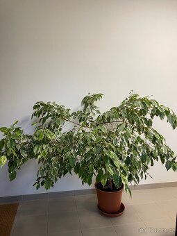 Xxl benjamin vcetne kvetinace - 2