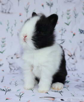 Zakrslý krátkouchý lvíček - samička . - 2