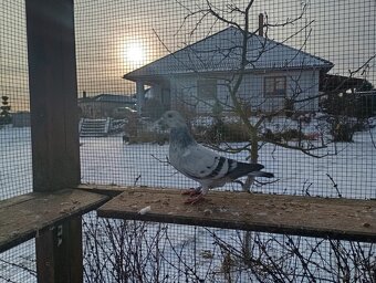 Poštovní holubi - 2