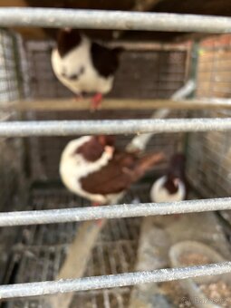 Moravský pštros - 2