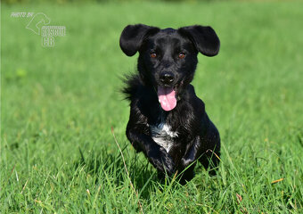 Darujeme opuštěného křížence - 2