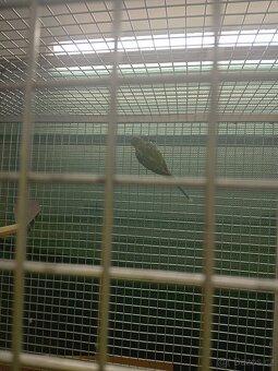 Alexandr rudohlavý-2025 - 2