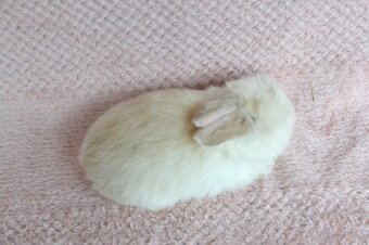 Samička Malvína - 2