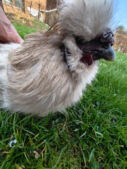 KOHOUT HEDVABNIČKY - 2