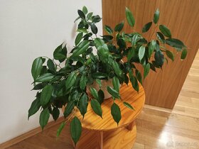 Ficus benjamina - 2