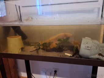 Akvariuim 2x s příslušenstvím jak na foto. - 2