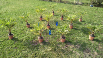 Palmy - Trachycarpus Fortunei - 2