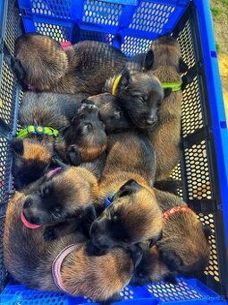 Belgický ovčák Malinois - 2