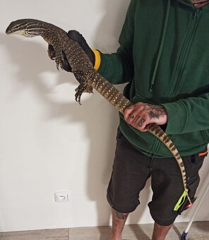 Varanus panoptes horni - 2