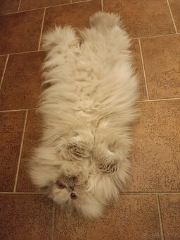 Britská kočka s PP - 2