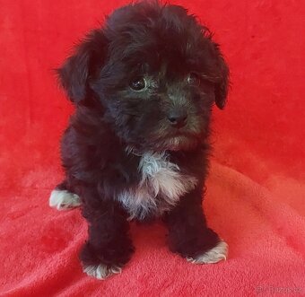 Boloňský psík barevný/ruská barevná bolonka s PP - 2