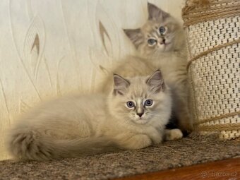 Koťata plemene RAGDOLL - 2