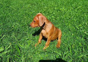 Německý pinč - štěňata s pp - 2