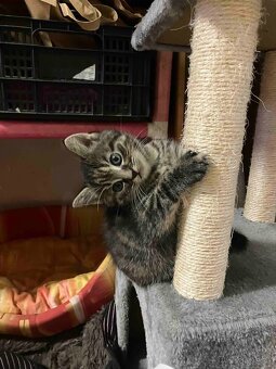 Daruji kotě - kočičku - 2