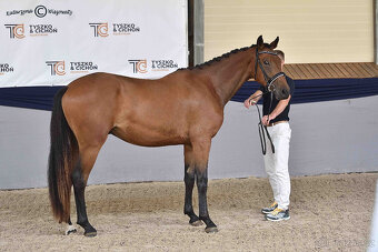 mladý drezurní valach s výborným pohybem - 2