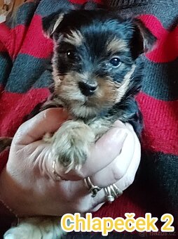 Jorkšírský teriér, kouzelná tři štěňátka - 2