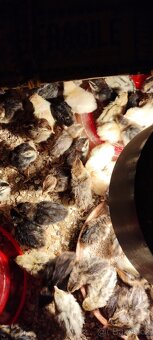 Křepelka japonská nosná - 2