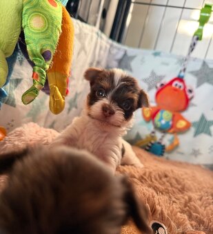 Jorkšírsky teriér s PP Fenka & Pes - 2