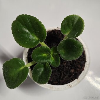 Fialka růžová + bílá, sadička - 2