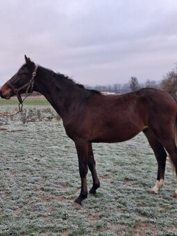 Valach po Compagnero R.S. - 2