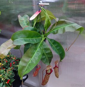 Láčkovka - masožravá rostlina 'Miranda' - 2