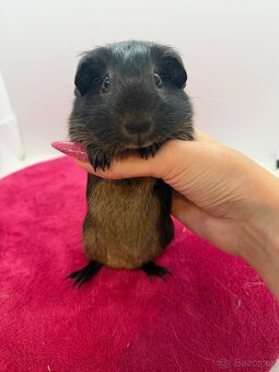Morče hladké sameček otter černá s PP - 2