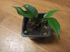 Ficus benjamina - 2