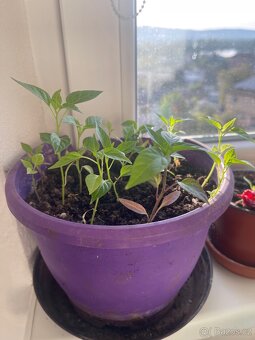 Sazenice chilli papriček - 2
