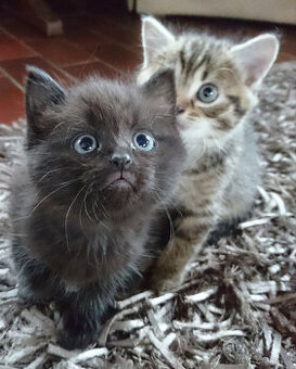 Kotata po ragdoll - 2