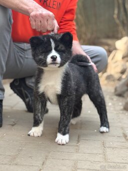 Akita Inu s PP - FCI & AKIHO - 2