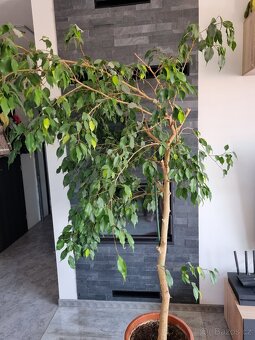 Fikus, ficus - 2