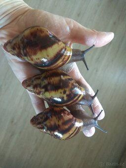 Africký šnek Archachatina Marginata Suturalis dark body - 2