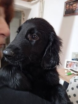FLAT coated retriever černí pejsci s PP - 2
