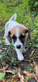 Prodám štěně (fenku) Jack Russel teriér - 2