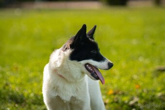 Jakutská lajka/kanadian eskimo inuit dog - 2