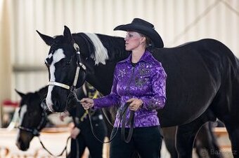Připouštění APH Black Overo hřebcem - 2