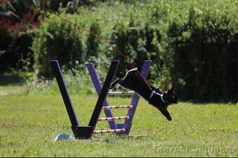 sportovní králík s pp - Hook - 2