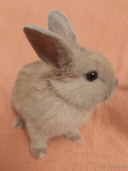 Zakrsly králík Bledulka - 2