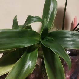 Callisia fragrans - 2