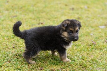 Německý ovčák s PP - 2