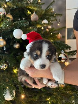 Australský ovčák s PP - 2