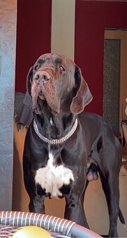 Německá doga na krytí - 2