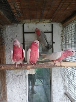 Kakadu růžový lutino - 2