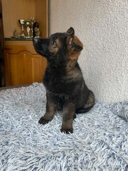 prodám štěňata Německého ovčáka s PP - 2