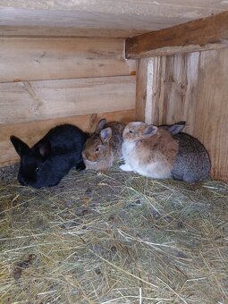 Samice s mladýma - 2